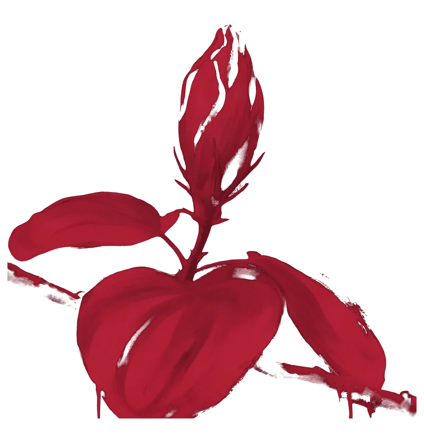 The flor de maga, as a bud, painted in bija red