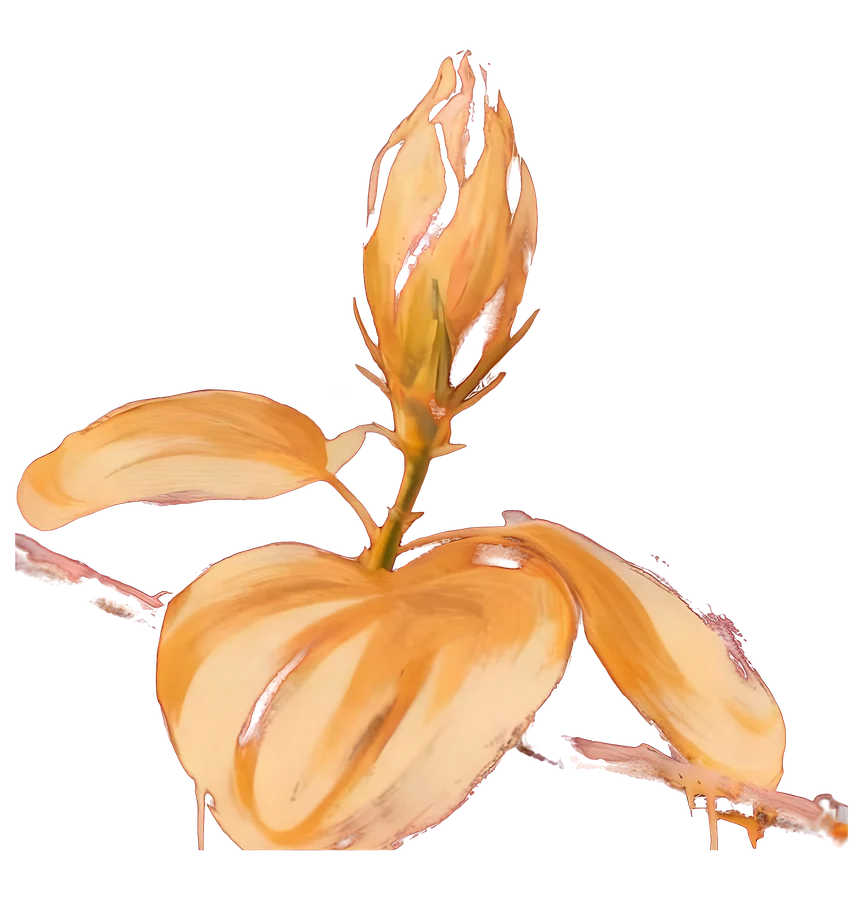 The flor de maga, as a bud, painted in cream and gold